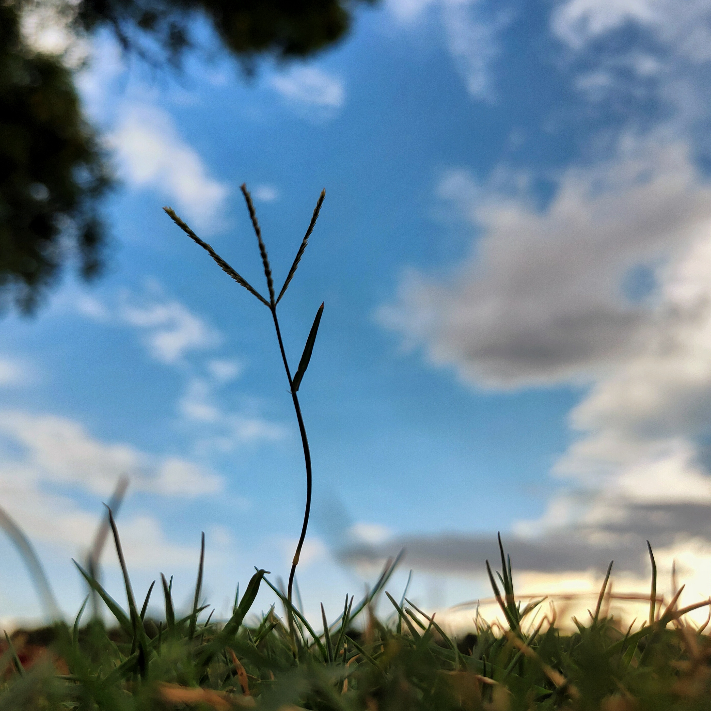 evening_grass